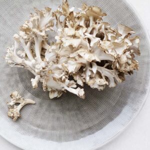 King Mushrooms